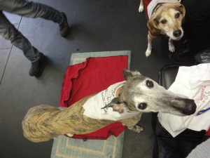 Sudo with her Dog BONES bandanna