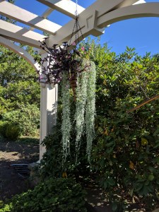 Plants in hanging basket
