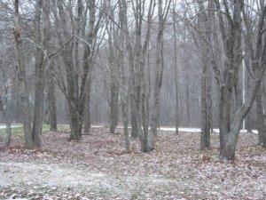 First snow, Hampshire trees