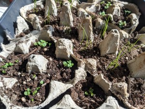 Chives and basil seeds in egg carton seed tray