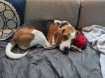Beagle puppy and ladybug toy