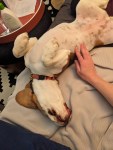 Beagle puppy speckled tummy